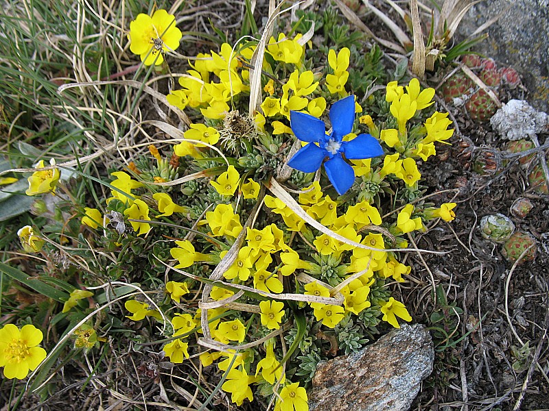 #13 Col de la Bessanèse : Fait un 25 mai 2009, les fleurs étaient encore bien recouvertes de neige ! Col de la Bessanèse : Fait un 25 mai 2009, les fleurs étaient encore bien recouvertes de neige !