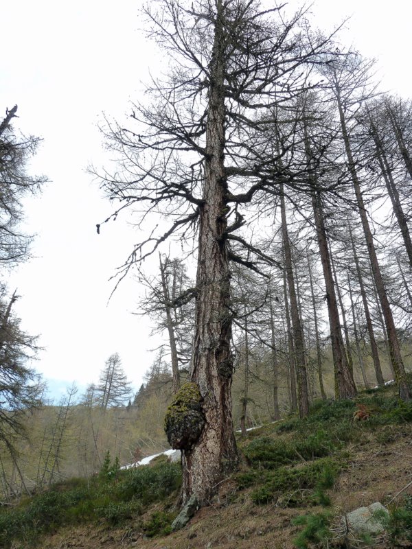 #19 Grande Rousse : Les mélèzes 5 fois centenaires de la forêt d Grande Rousse : Les mélèzes 5 fois centenaires de la forêt d'Usselières