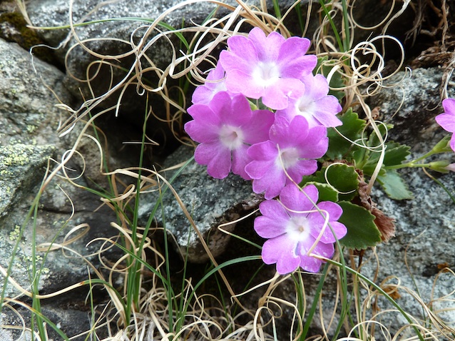 #9 Primevère Hirsute : Pour DavidL! Primevère Hirsute : Pour DavidL!