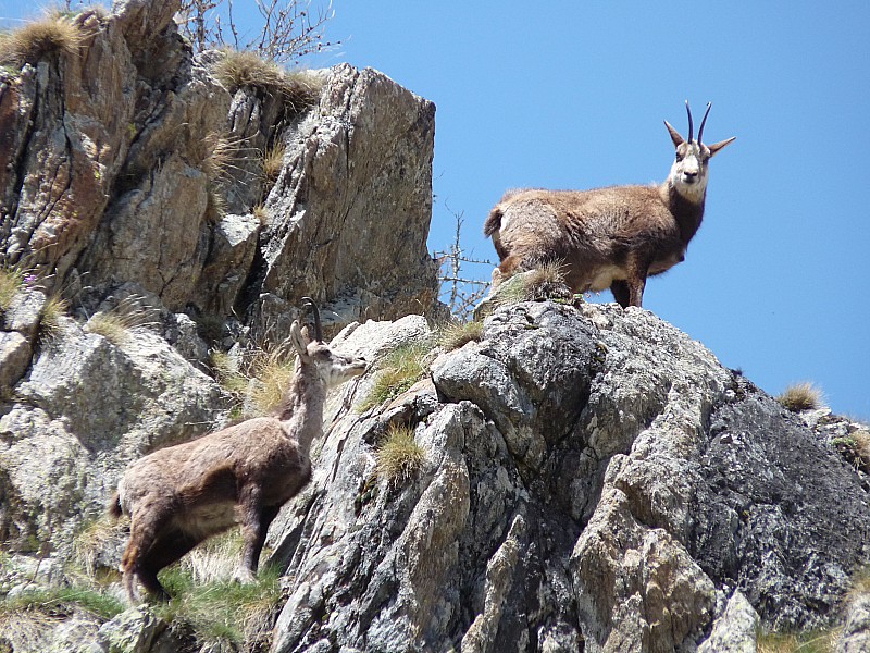 #18 A la prochaine. : Les chamois. A la prochaine. : Les chamois.