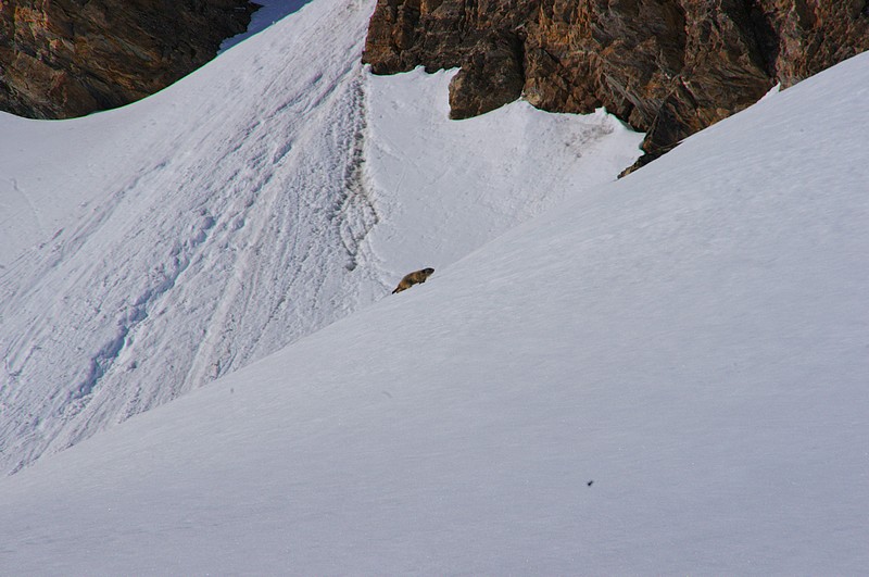 #1 marmotte : on fait la course ? marmotte : on fait la course ?