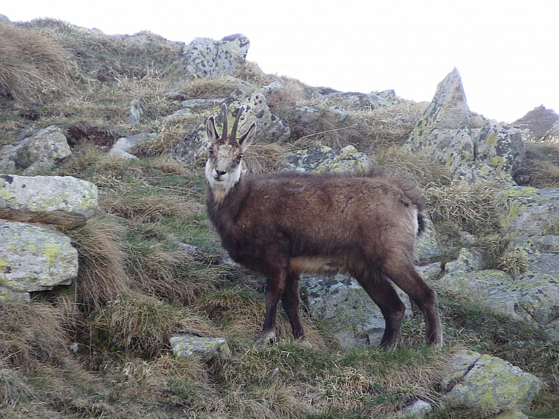 #1 Un chamois. : Un peu pelé! Un chamois. : Un peu pelé!