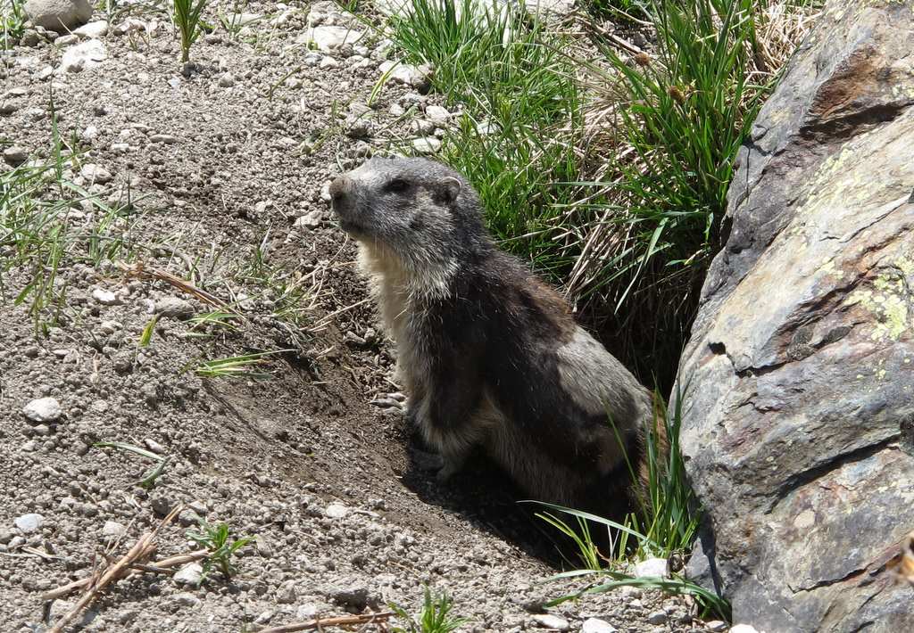 #14 Marmotte bicolore Marmotte bicolore