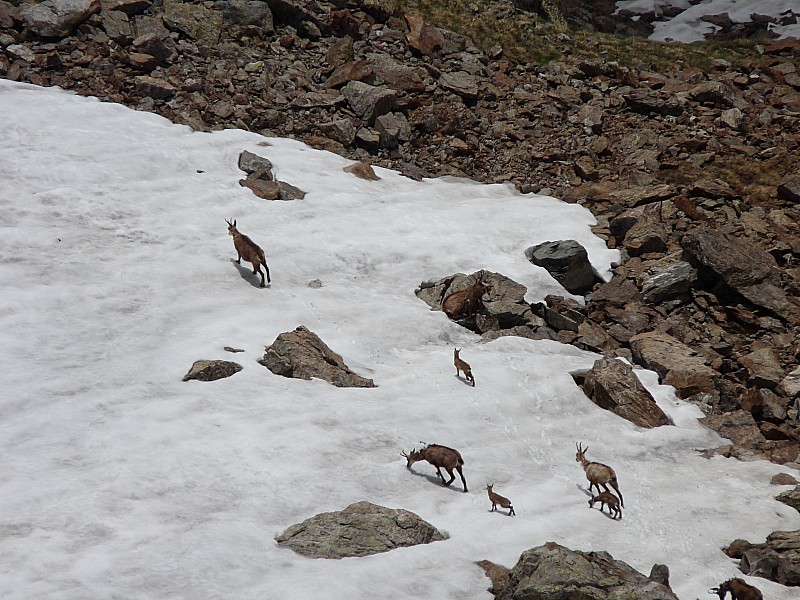 #9 Ils sont pas mignons : les 3 petits chamois de l Ils sont pas mignons : les 3 petits chamois de l'année?