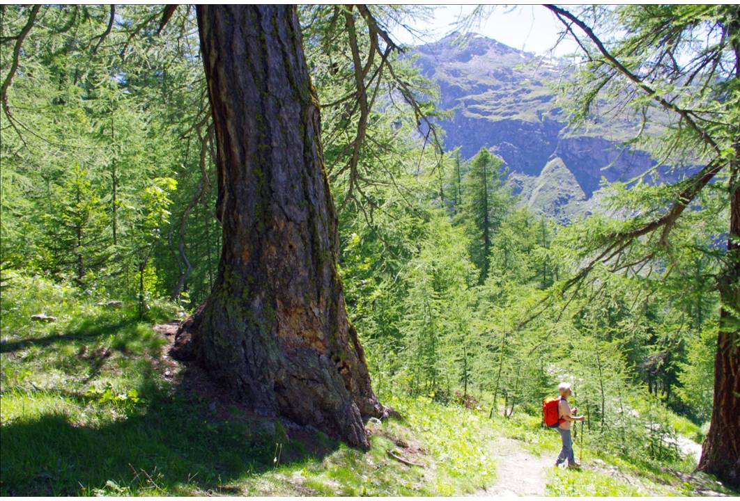 #13 500 ans nous contemplent : Une sortie à la G-R... c 500 ans nous contemplent : Une sortie à la G-R... c'est nécessairement, une montée et une descente, à travers le bois d'Usselières... une forêt de mélèzes que l'on franchit bouche bé... l'homme y est hors d'échelle!