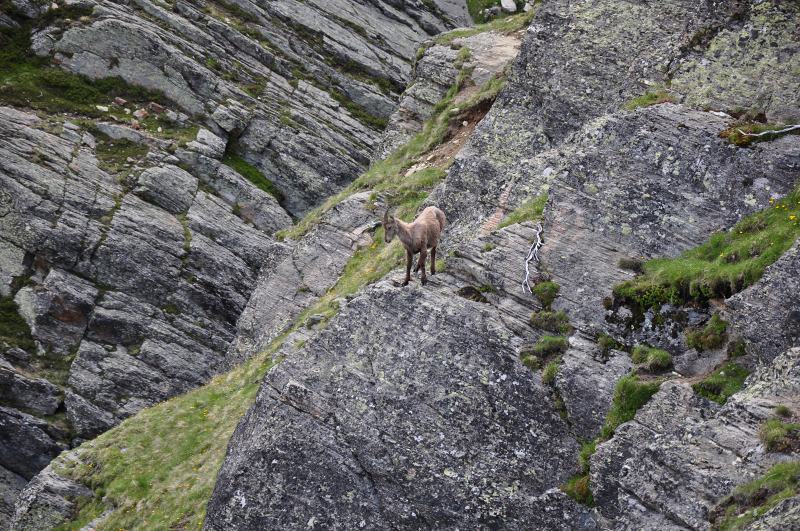 #4 Jeune chamois : de l Jeune chamois : de l'année?