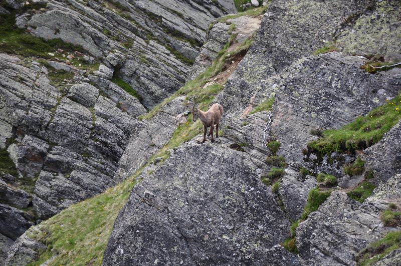 Jeune chamois : de l'année?