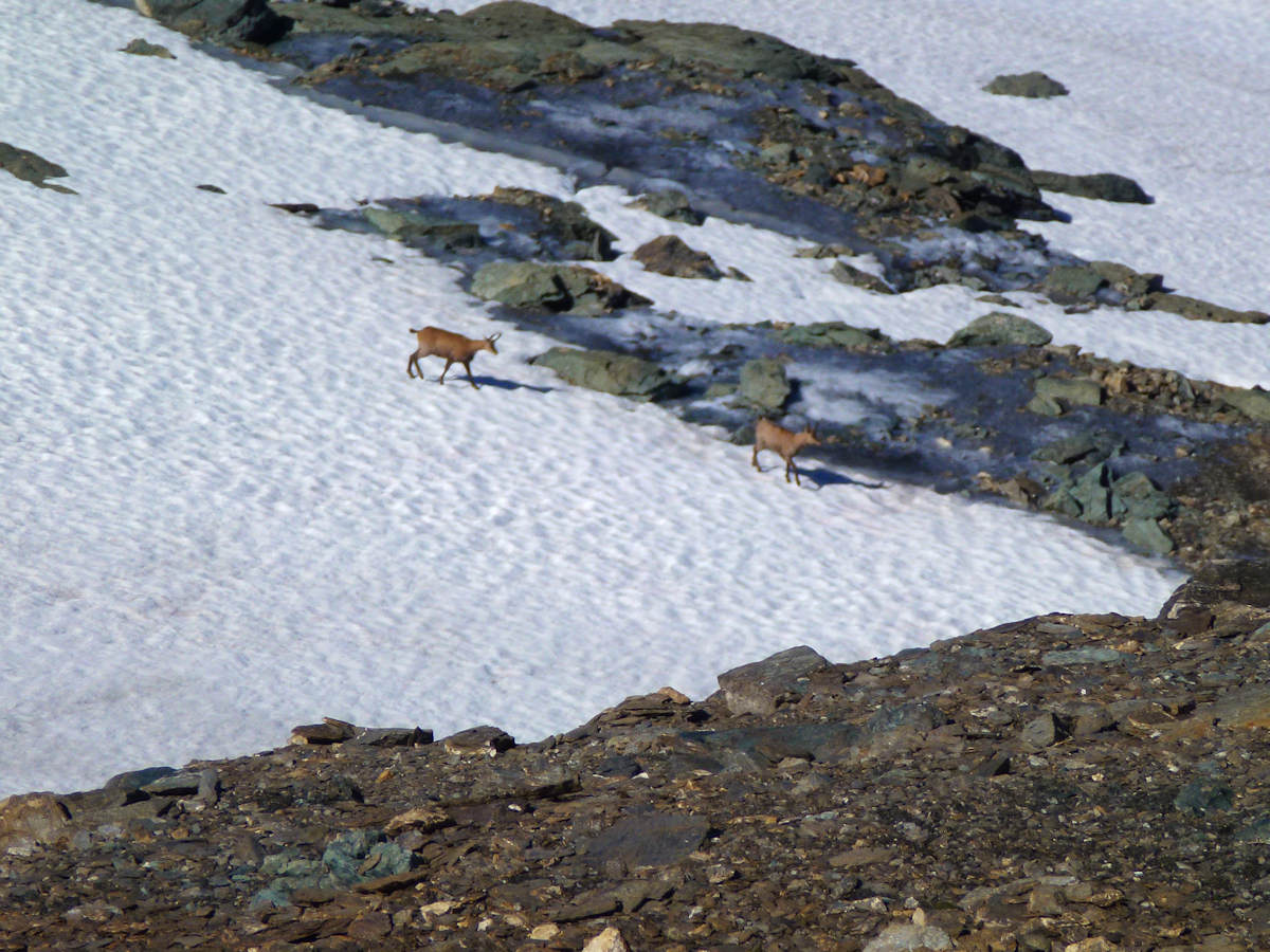 #9 L L'unique rencontre du jour : Chamois.