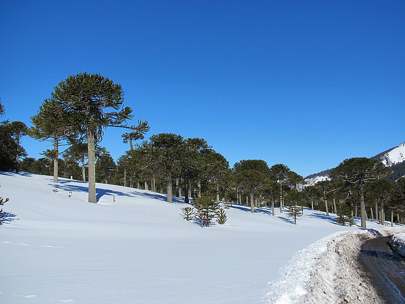 Forêt : Forêt d'Auraucarias de Lonquimay