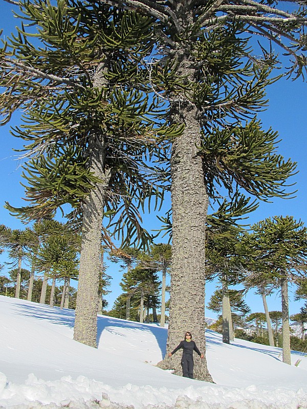 #14 Araucaria : Auraucaria : conifère endémique du Chili vivant plus de 1000 ans et dont le diamètre du tronc peut dépasser les 2m Araucaria : Auraucaria : conifère endémique du Chili vivant plus de 1000 ans et dont le diamètre du tronc peut dépasser les 2m