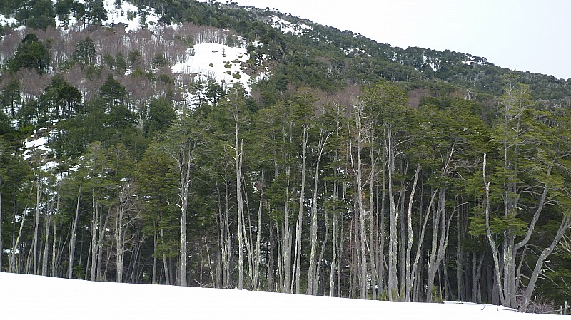 Forêt : Forêt de cohigues au départ des termas de Toluhaca