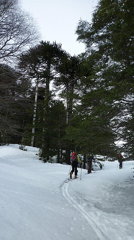 En cours d'ascension : Eric en cours d'ascension dans une forêt d'Araucarias