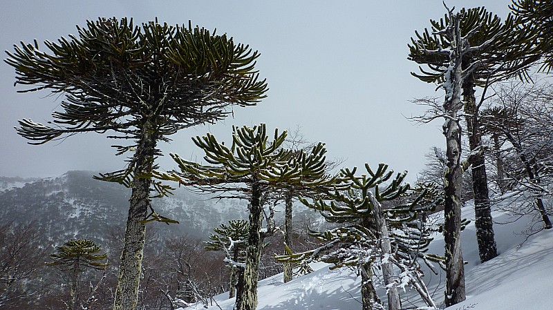 En cours d'ascension : L'ascension à l'abri du vent dans une très belle forêt d'Araucarias.