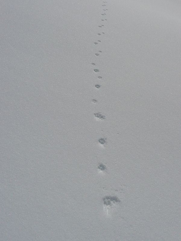#2 Traces dans la neige : à pas de loups ? Traces dans la neige : à pas de loups ?