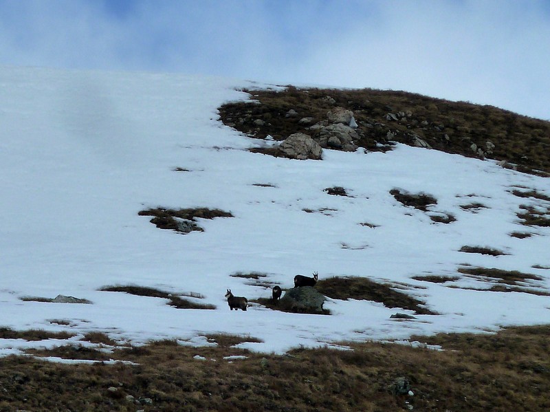 #2 chamois : camoscio chamois : camoscio