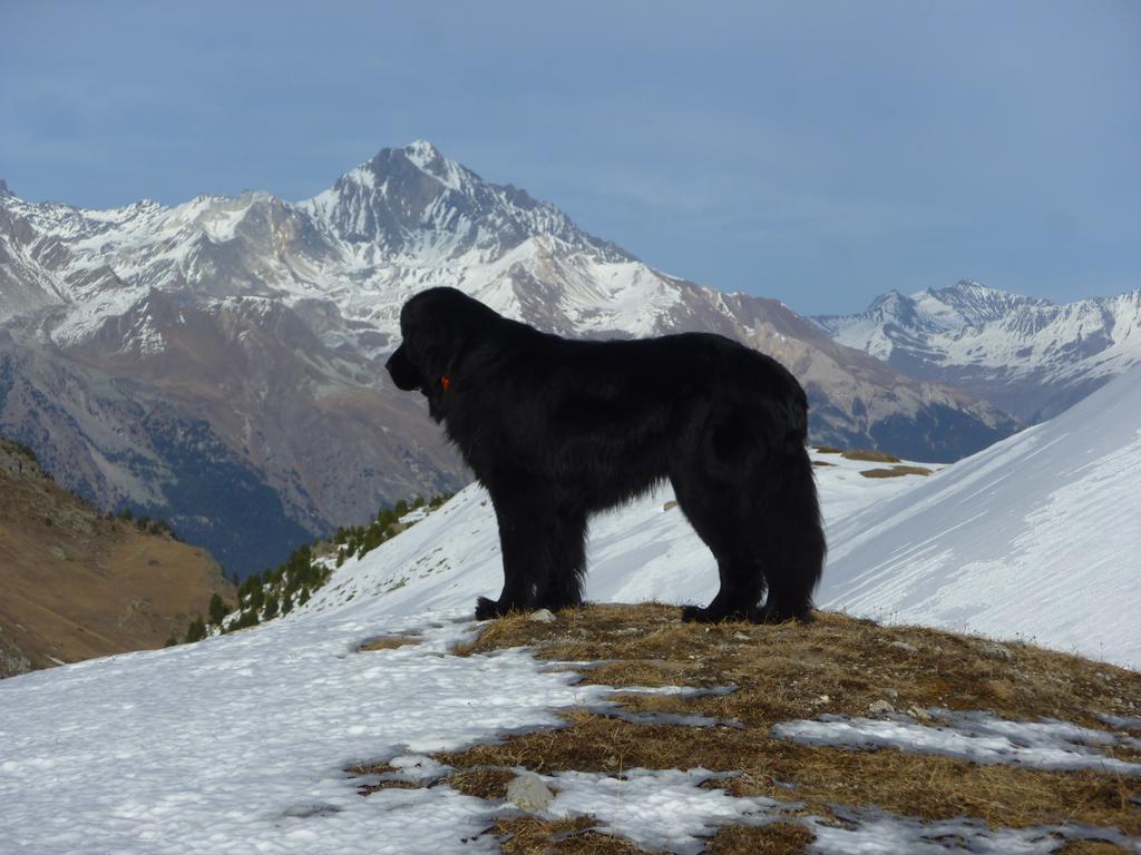 #4 Einstein : Au retour Einstein surveille le fond du vallon Einstein : Au retour Einstein surveille le fond du vallon