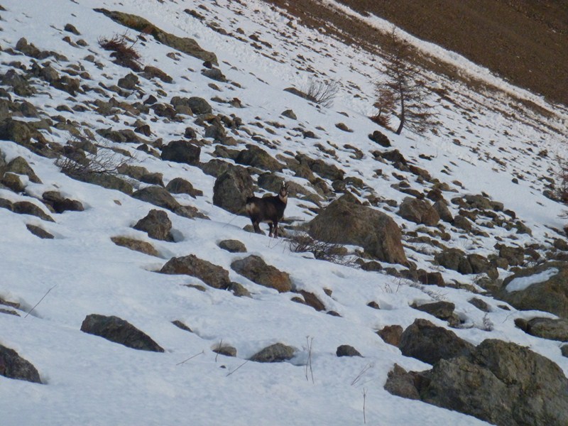 #3 les chamois me font un superbe accueil; j les chamois me font un superbe accueil; j'en ai vu des plus farouches. en plus ils utilisent parfois la trace, quelles feignasses!!