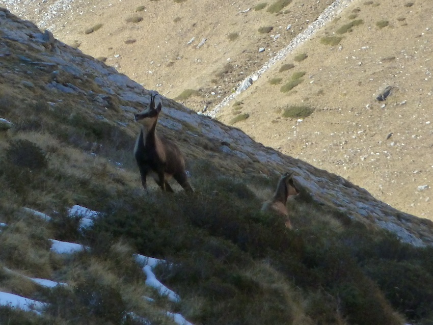 #3 Famille isard : L Famille isard : L'automne clément n'est pas une catastrophe pour tout le monde !