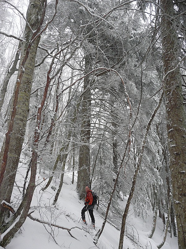 On dirait les Vosges : De la forêt, des sapins et de la neige, c'est chez moi!