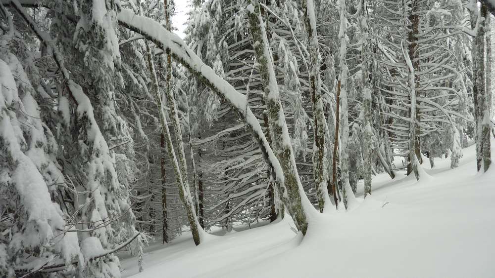 #4 Foret : quand ça pose en Chartreuse, ça fait pas semblant... Foret : quand ça pose en Chartreuse, ça fait pas semblant...