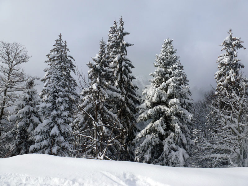 #14 Arbres : La belle forêt de Noël Arbres : La belle forêt de Noël