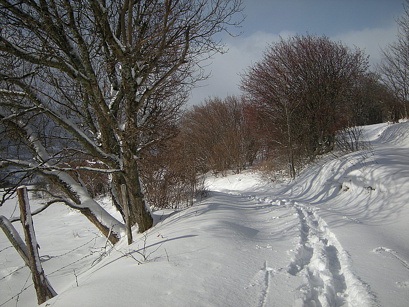#2 Chemin : Sortie des bois Chemin : Sortie des bois