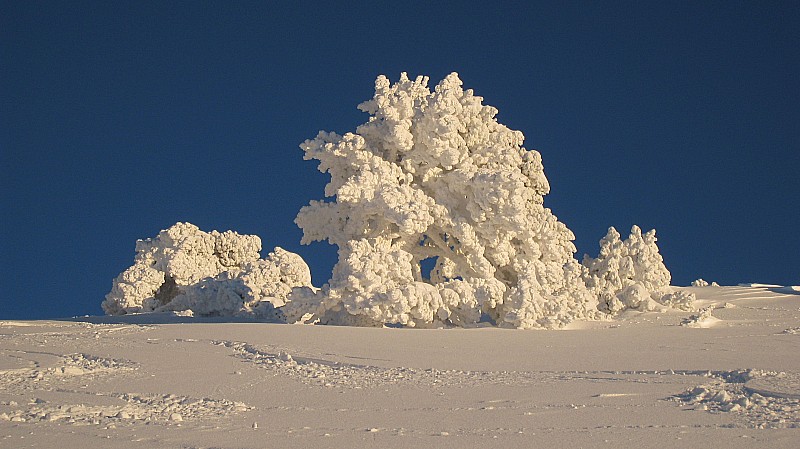 #1 Chou-fleur : Depuis le temps que je rêvais de voir les fameux chou-fleurs de Chartreuse ! Chou-fleur : Depuis le temps que je rêvais de voir les fameux chou-fleurs de Chartreuse !