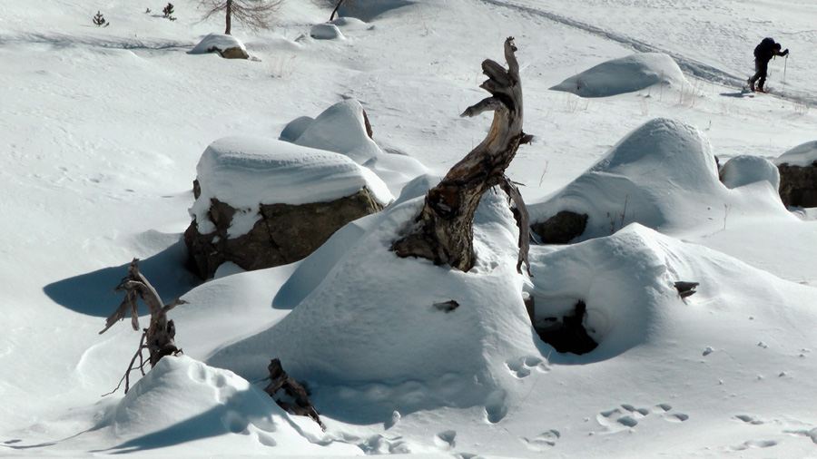 #8 2200m : Composition naturelle 2200m : Composition naturelle