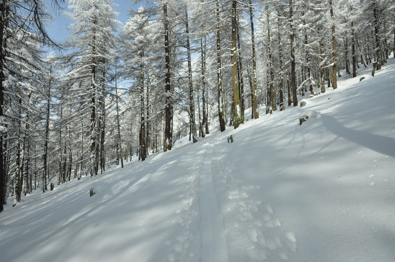 #6 La Platte : Belle trace de montée dans les mélèzes. La Platte : Belle trace de montée dans les mélèzes.