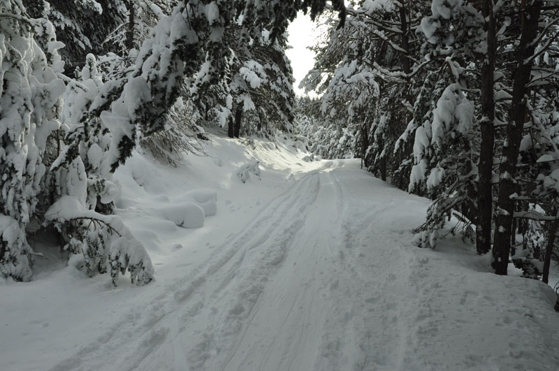 #2 La Platte : Bien suivre la piste dans la pinède. Bonne trace. La Platte : Bien suivre la piste dans la pinède. Bonne trace.