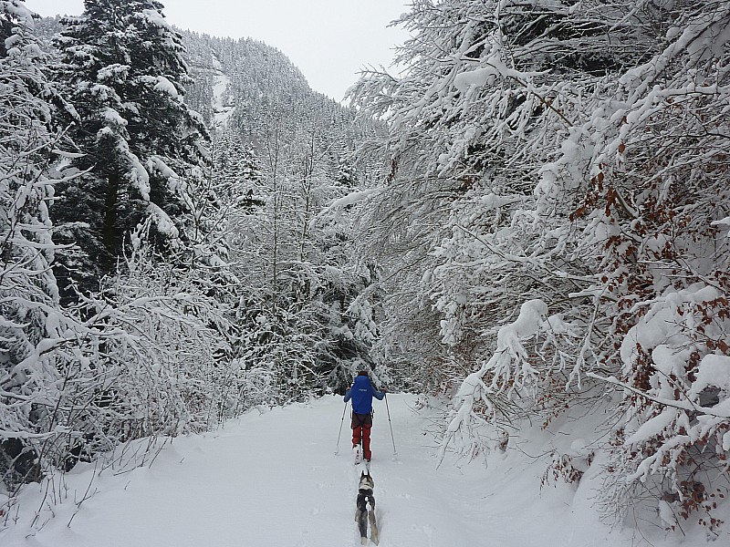 #2 piste forestière : paysage de Noël piste forestière : paysage de Noël