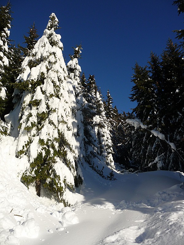 #2 Sapins chargés Sapins chargés