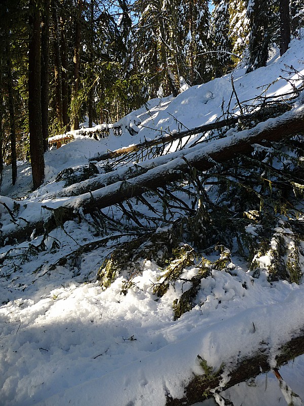 #3 Cimetière des sapins : et bientôt se sera l Cimetière des sapins : et bientôt se sera l'inverse, d'où l'expression...