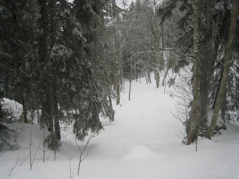 #3 Descente dans la forêt : Poudre... Du pur bonheur ! Descente dans la forêt : Poudre... Du pur bonheur !