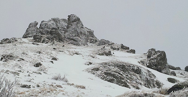 #3 Chamois : 2ème groupe de chamois, en remontant vers le col de la Cabane. Chamois : 2ème groupe de chamois, en remontant vers le col de la Cabane.