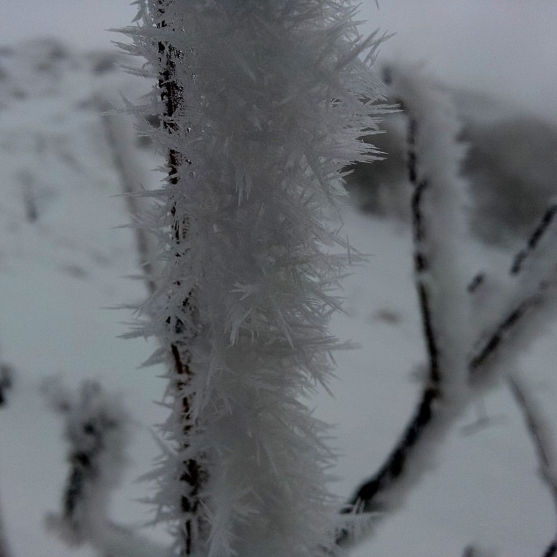 #4 Effets du givre : une parmi l Effets du givre : une parmi l'infinité des formes que peuvent prendre neige, givre et glace...