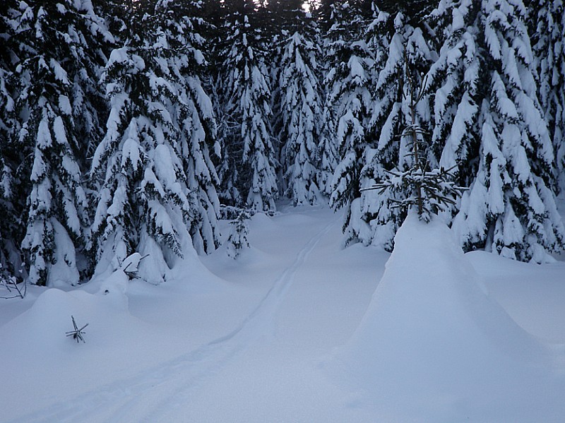 #9 conifères : comme dans Blanche neige conifères : comme dans Blanche neige