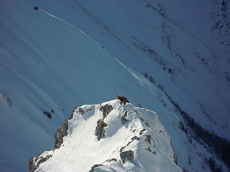 #2 Chamois : ils sont nombreux! Chamois : ils sont nombreux!