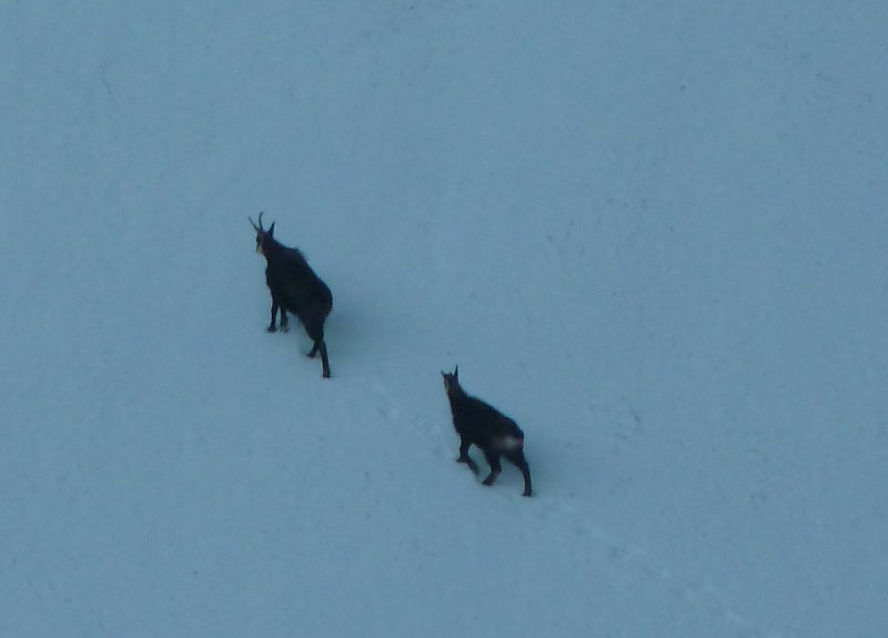 #1 Chamois : A la sortie des Eparres Chamois : A la sortie des Eparres