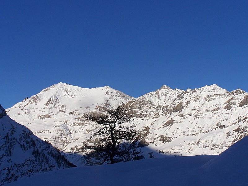 #3 Ouille Allegra : Mélèze sur fond de Vanoise. Ouille Allegra : Mélèze sur fond de Vanoise.