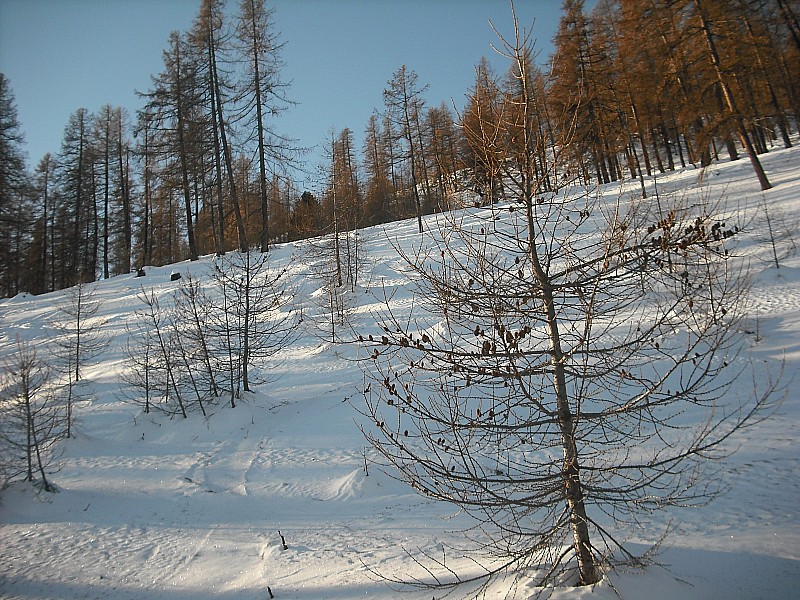 #1 Tête de Fouran 28/12/2011 : Forêt de Mélèzes Tête de Fouran 28/12/2011 : Forêt de Mélèzes