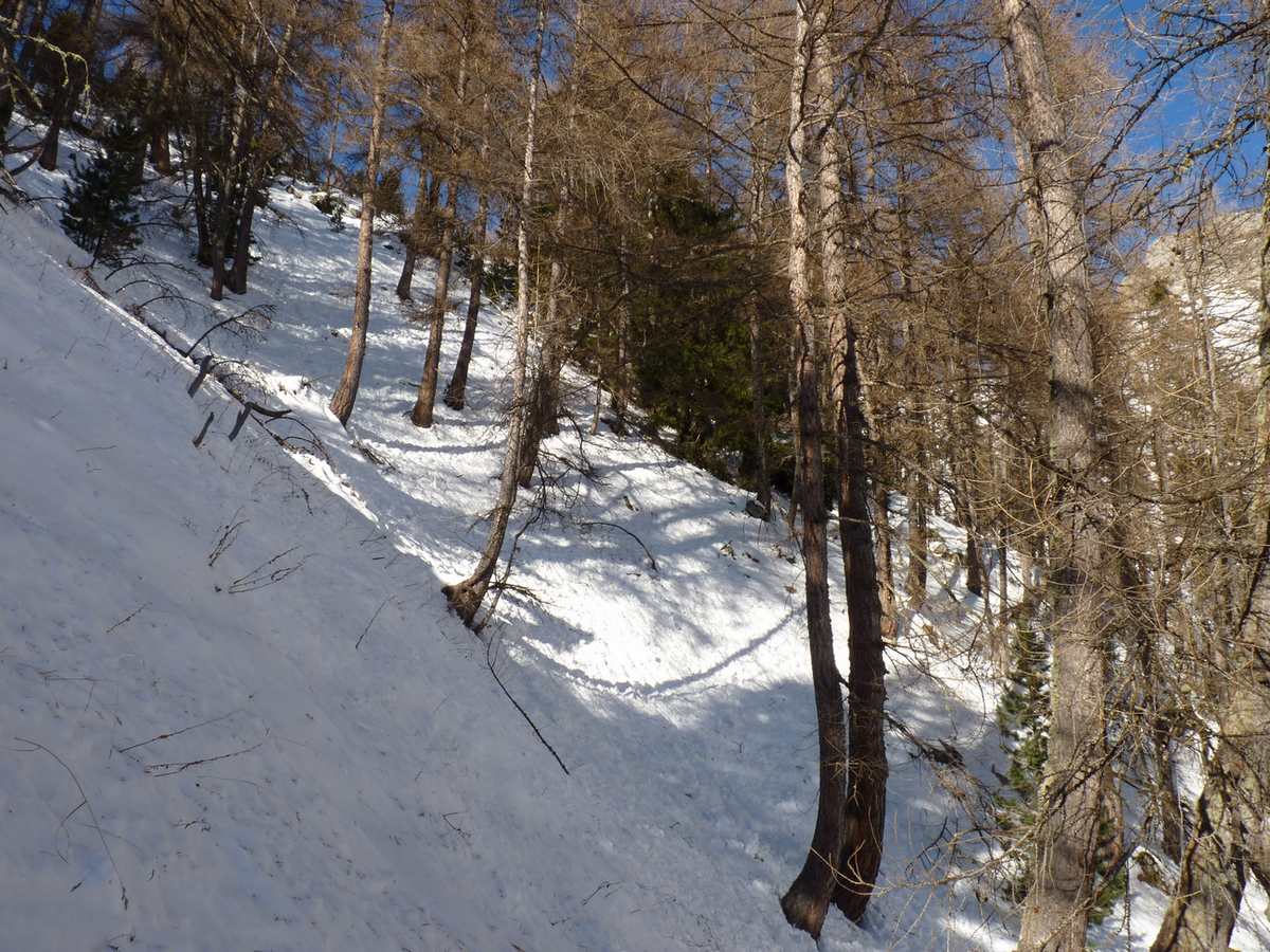 #8 Pente dans la forêt : Densité de la forêt sous les cabanes Pente dans la forêt : Densité de la forêt sous les cabanes