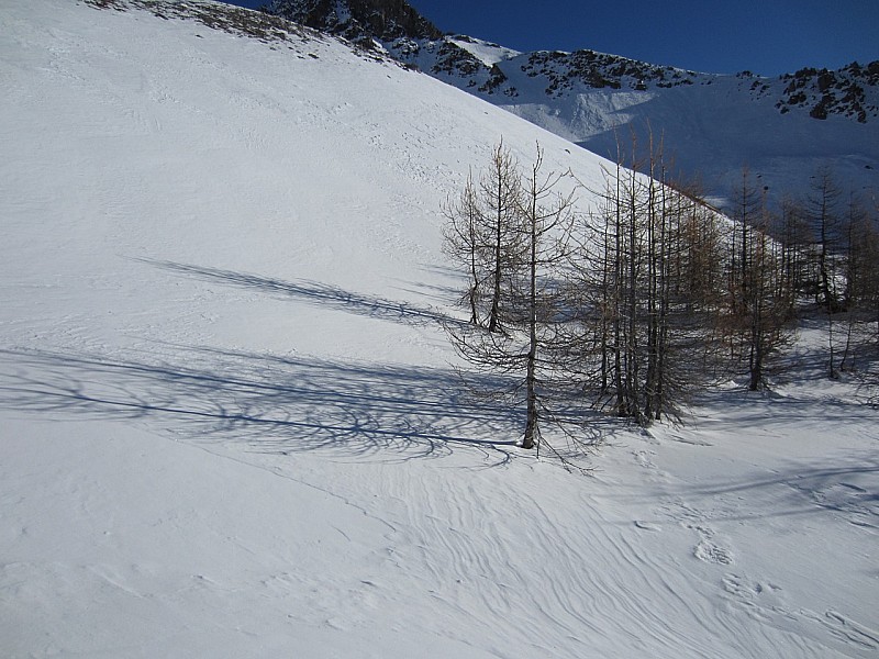 #6 mélèzes : les derniers mélèzes vers 2300m mélèzes : les derniers mélèzes vers 2300m