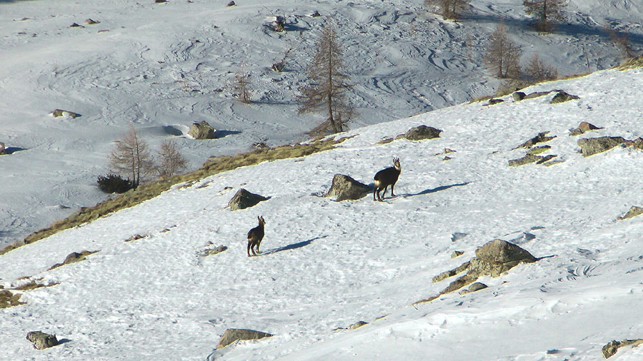 #9 2450m : tiens on est surveillés ! 2450m : tiens on est surveillés !