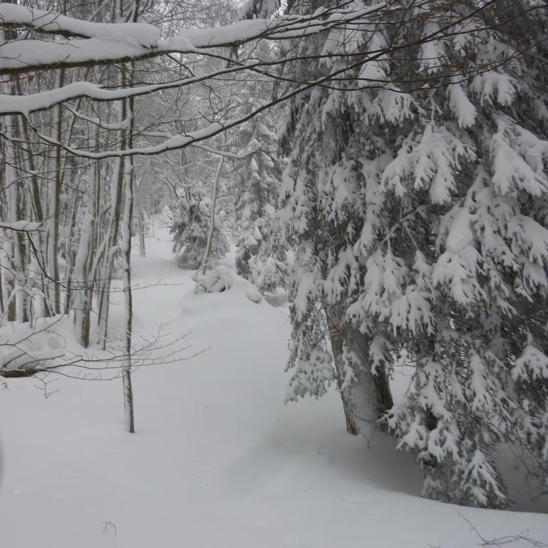 #2 Forêt : Forêt bien pleine et neige vierge Forêt : Forêt bien pleine et neige vierge