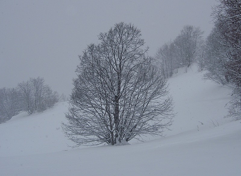 #4 Bel arbre : Au retour, de beaux arbres enneigés Bel arbre : Au retour, de beaux arbres enneigés