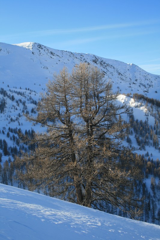 #2 Mélèze: : roi des Hautes-Alpes. Mélèze: : roi des Hautes-Alpes.