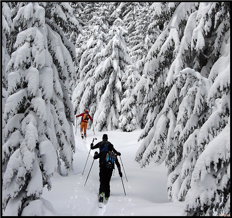 #2 Ambiance Grand Nord : Le trio de tête trace dans les sapins Ambiance Grand Nord : Le trio de tête trace dans les sapins