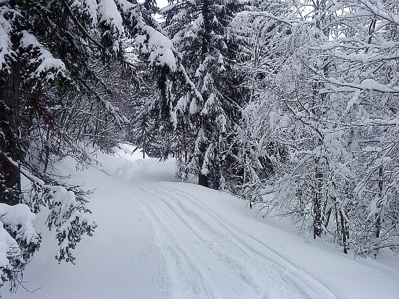 #1 Tete de Bostan : dans la foret, bonne neige, bonne visibilité Tete de Bostan : dans la foret, bonne neige, bonne visibilité
