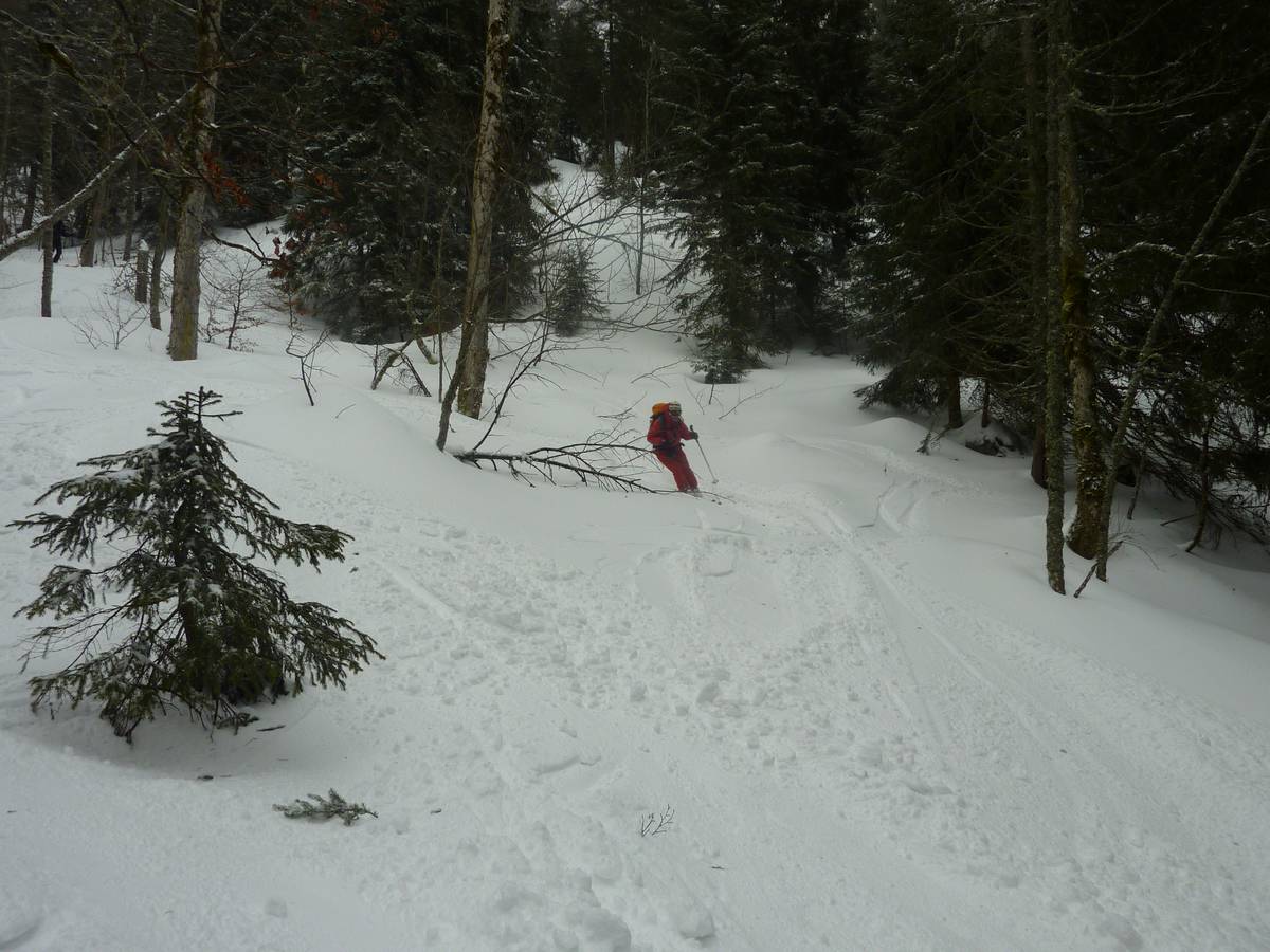 #7 Foret : petit fraiche sur fond souple, tres doux à skier Foret : petit fraiche sur fond souple, tres doux à skier